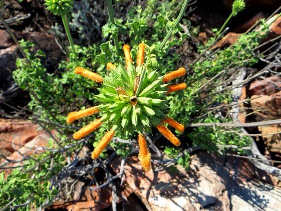Leonotis