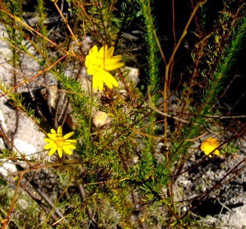 Leysera gnaphalodes