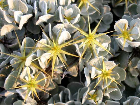 Macledium spinosum all-round defence
