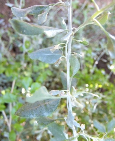 Manochlamys albicans