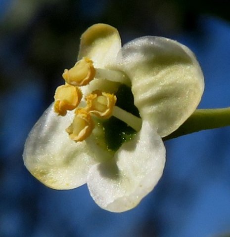 Montinia caryophyllacea male flower
