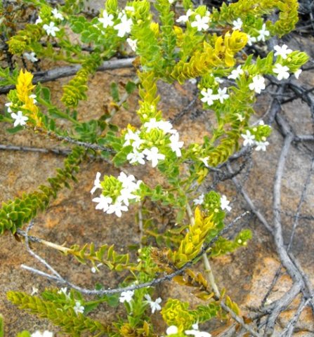 Oftia africana old stems
