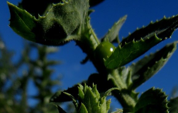 Oftia africana fruit