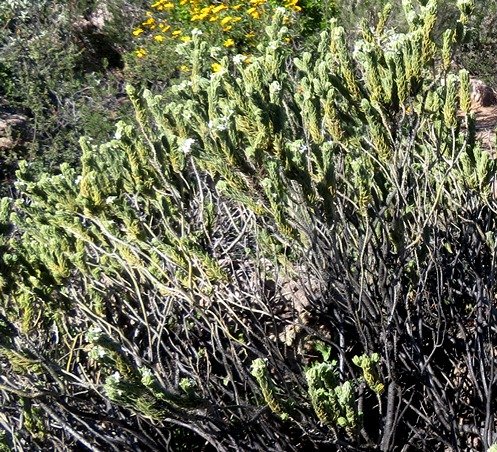 Oftia revoluta