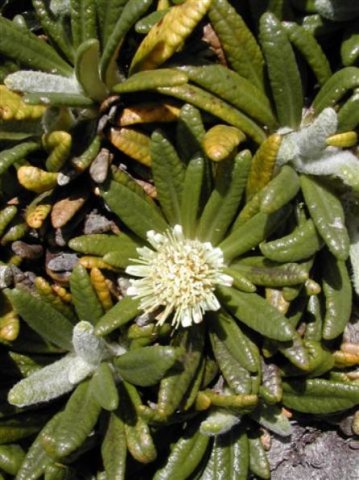 Oldenburgia paradoxa