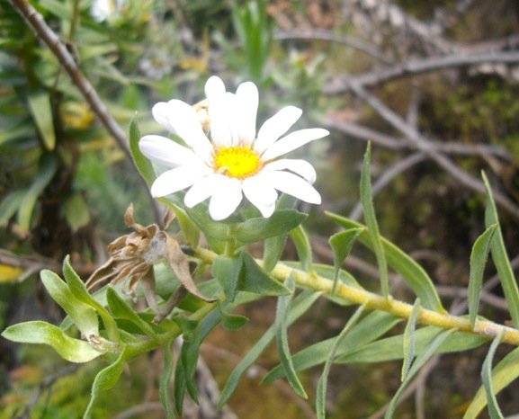 Osmitopsis asteriscoides 
