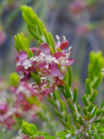 Passerina obtusifolia