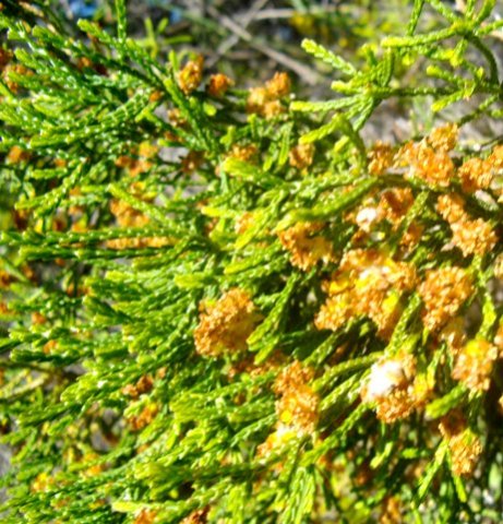 Passerina paleacea