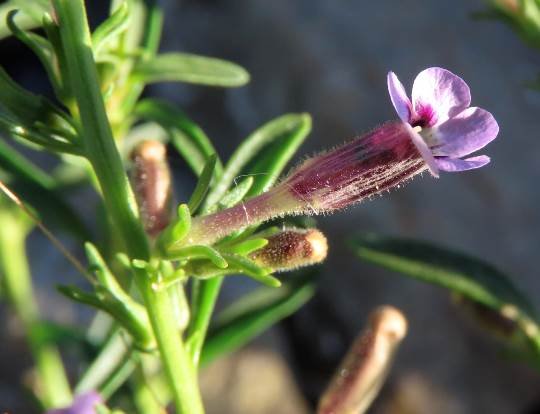 Peliostomum leucorrhizum flower