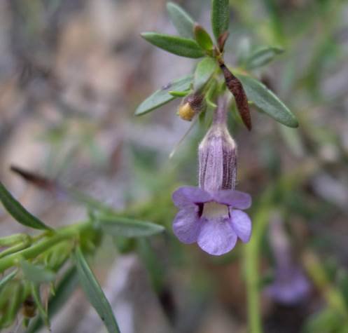 Peliostomum leucorrhizum flower and leaves