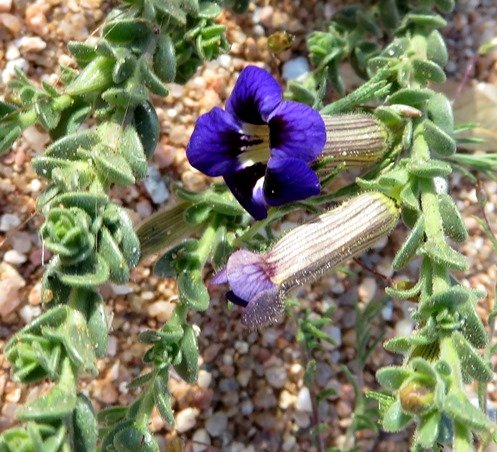 Peliostomum virgatum 