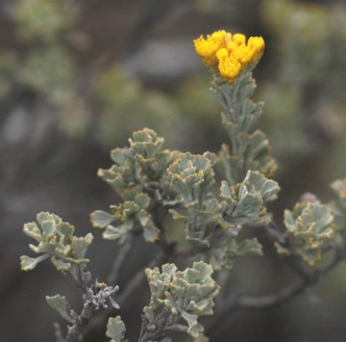 Pentzia dentata flowerheads
