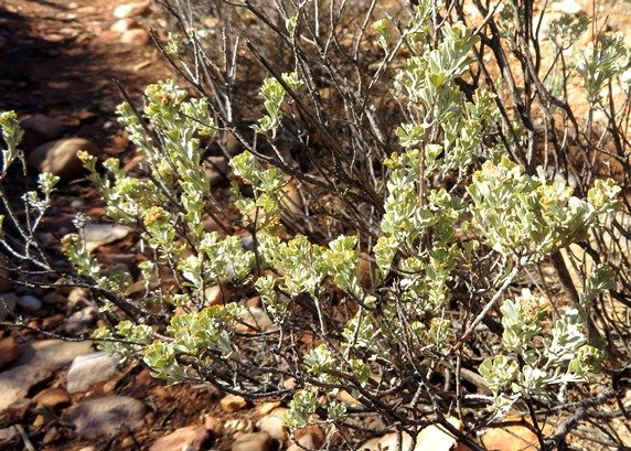 Pentzia dentata