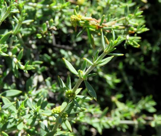Pollichia campestris leaves