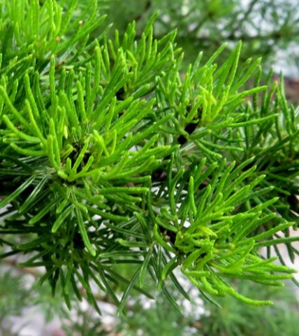 Psoralea vanberkelae