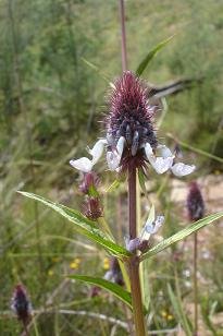 Pycnostachys reticulata