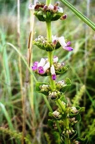 Rabdosiella calycina