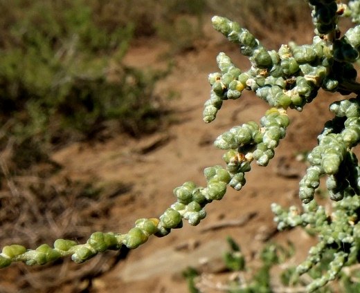 Salsola aphylla scale-like leaves