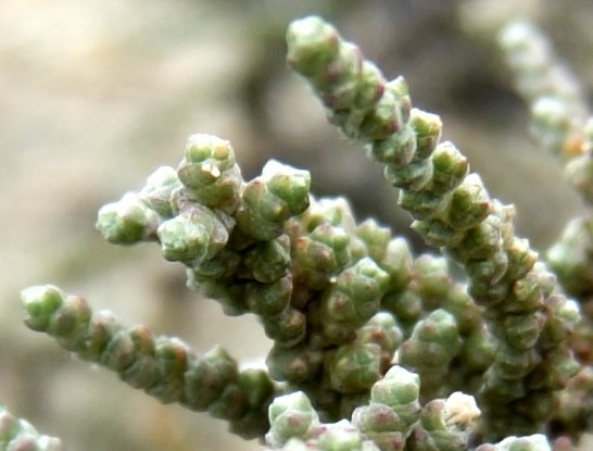 Salsola tuberculata young upper stems