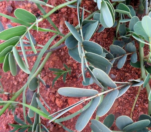 Senna italica leaves