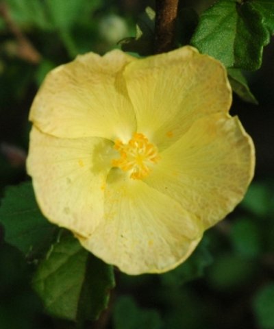 Pavonia praemorsa