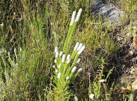 Stoebe alopecuroides leaves and flowers