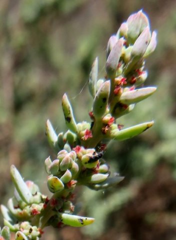 Suaeda fruticosa flowers