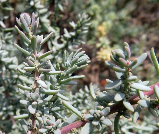 Suaeda fruticosa