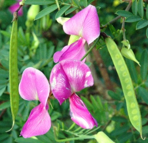 Tephrosia grandiflora