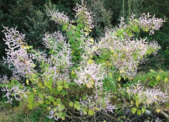 Tetradenia riparia