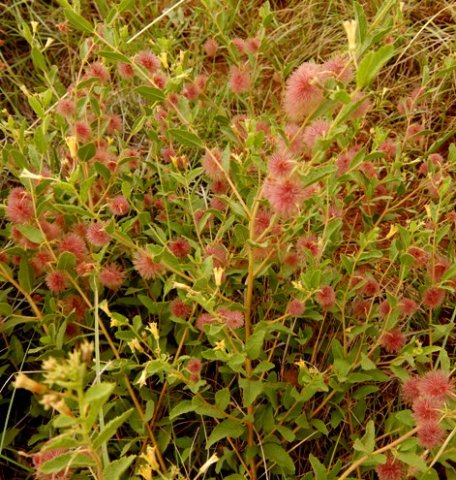 Triumfetta sonderi bristly fruit