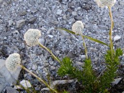 Anaxeton asperum subsp. asperum