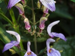 Brillantaisia cicatricosa