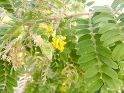 Calpurnia woodii