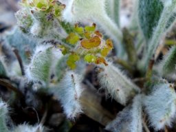 Centella difformis
