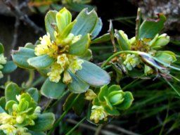 Clutia alaternoides var. alaternoides