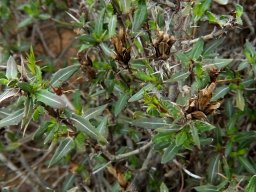 Cullumia aculeata