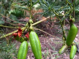 Cyclopia meyeriana fruit pods