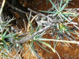 Dianthus micropetalus