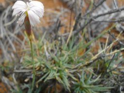 Dianthus micropetalus, locally known as grashout