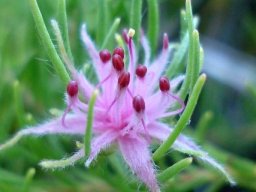 Diastella proteoides buds