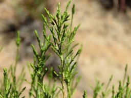 Elytropappus adpressus