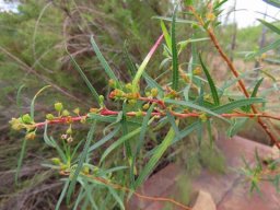 Empleurum unicapsulare