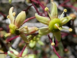 Gloveria integrifolia flowers