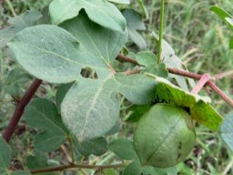 Gossypium herbaceum subsp. africanum capsule 