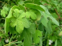 Gossypium herbaceum subsp. africanum gland dots