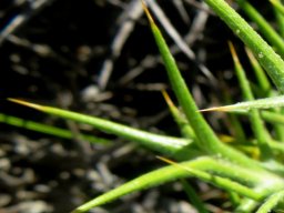 Heterorhachis aculeata leaf spines
