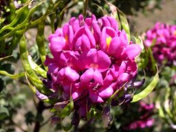 Hypocalyptus sophoroides inflorescence