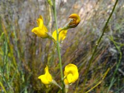 Lebeckia pauciflora flowers, green calyces