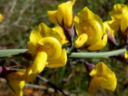Lebeckia pauciflora flowers